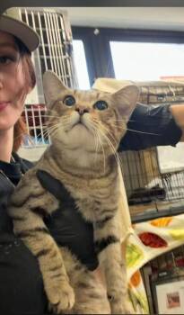 Sneezi -  Domestic Short Hair Cat for Adoption in Cincinnati, Ohio - Sneezi | PetCurious