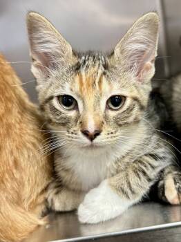 Rescue Domestic Short Hair Cats for Adoption in Wichita, Kansas - Sonny Eclipse | PetCurious