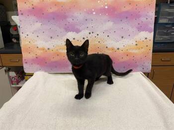 RASPBERRY -  Domestic Short Hair Cat for Adoption in Modesto, California - RASPBERRY | PetCurious