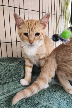 Fanta -  Domestic Short Hair Cat for Adoption in East Brunswick, New Jersey - Fanta | PetCurious
