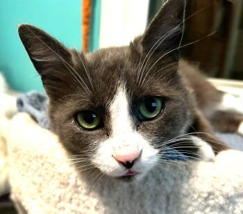 Rescue Domestic Short Hair Cats for Adoption in Hamilton, Ontario - Lola | PetCurious