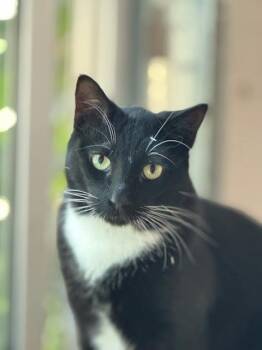 Rescue American Shorthair Cats for Adoption in Harrisville, Utah - Buddy And Max | PetCurious