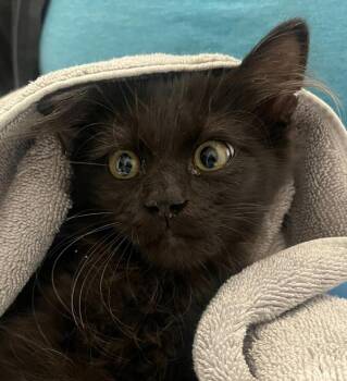 Fiona -  Domestic Long Hair Cat for Adoption in Golden, Colorado - Fiona | PetCurious
