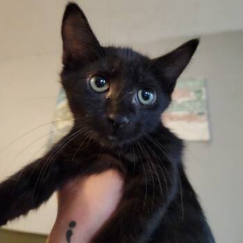 Rescue Domestic Short Hair Cats for Adoption in Westminster, California - Navy | PetCurious