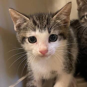 Domestic Short Hair Cats Available for Adoption in Lake Panasoffkee, Florida - Kenai | PetCurious