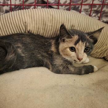PB Swirl -  Domestic Short Hair Cat for Adoption in Madison, Wisconsin - PB Swirl | PetCurious
