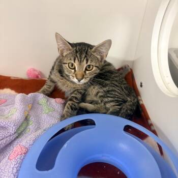 Annie -  Domestic Short Hair Cat for Adoption in Clearwater, Florida - Annie | PetCurious