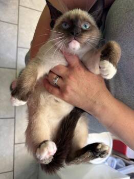 Juilete -  Siamese Cat for Adoption in Johnson City, Tennessee - Juilete | PetCurious