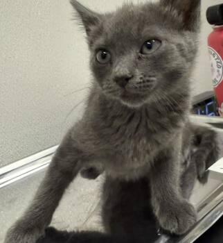 Rescue Domestic Short Hair Cats for Adoption in Warrenton, Oregon - Daphne (Hwy 104 Kitten 6) | PetCurious