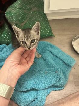CINDY-ready in August -  Tabby and Domestic Short Hair Cat for Adoption in Glen Raven, North Carolina - CINDY-ready In August | PetCurious