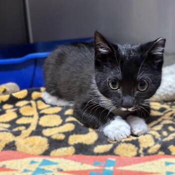 KITTEN Salsa -- MEET ME AT VETERINARY MED CENTER -  Domestic Short Hair Cat for Adoption in Alpharetta, Georgia - KITTEN Salsa -- MEET ME AT VETERINARY MED CENTER | PetCurious