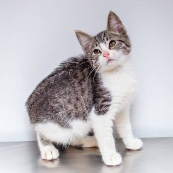 Rescue Domestic Short Hair Cats for Adoption in Hattiesburg, Mississippi - Turbo | PetCurious