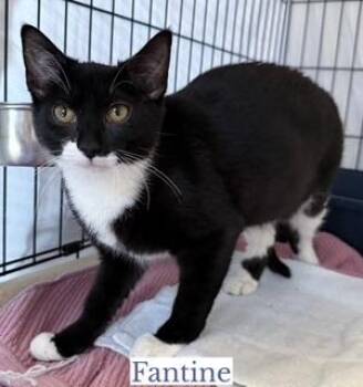 Domestic Short Hair Cats Available for Adoption - Fantine | PetCurious
