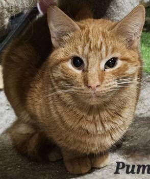 Puma -  Domestic Short Hair and Tabby Cat for Adoption in Lenhartsville, Pennsylvania - Puma | PetCurious