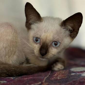 Cheez It -  Domestic Short Hair Cat for Adoption in San Antonio, Texas - Cheez It | PetCurious