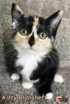 Kitty Blanchett -  Domestic Short Hair Cat for Adoption in Douglasville, Georgia - Kitty Blanchett | PetCurious