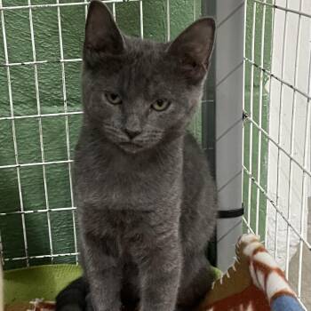 Cupcake -  Domestic Short Hair Cat for Adoption in Heber Springs, Arkansas - Cupcake | PetCurious