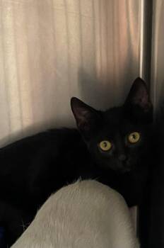Stars -  Exotic Shorthair and Siamese Cat for Adoption in Jackson, Louisiana - Stars | PetCurious