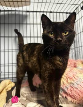 Rescue Tortoiseshell Cats for Adoption in Washington, Pennsylvania - Ender | PetCurious