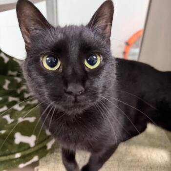 Hazel -  Domestic Short Hair Cat for Adoption in Dickinson, Texas - Hazel | PetCurious