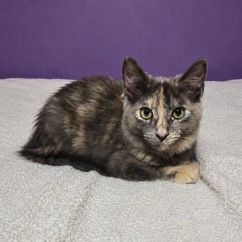 Angel -  Domestic Long Hair and Maine Coon Cat for Adoption in Mastic, New York - Angel | PetCurious