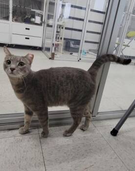 Domestic Short Hair Cats Available for Adoption - Bell | PetCurious