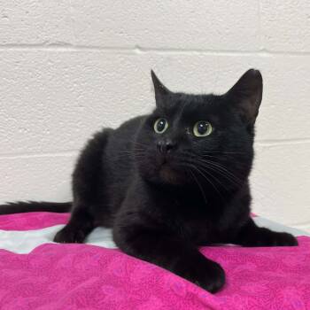 Rescue Domestic Short Hair Cats for Adoption in Lyndhurst, Virginia - SVAS-Stray-37892 | PetCurious