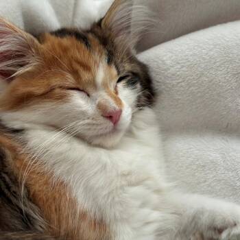 Storm -  Domestic Long Hair Cat Available for Adoption in Denver, Colorado - Storm | PetCurious