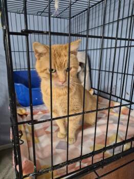 Hey Dude -  Domestic Short Hair Cat Available for Adoption in St. Peters, Missouri - Hey Dude | PetCurious