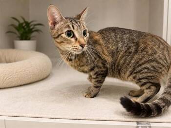 CHIRPS -  Domestic Medium Hair Cat for Adoption in Peoria, Illinois - CHIRPS | PetCurious