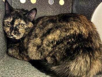 GEORGIA -  Domestic Short Hair Cat for Adoption in Pueblo, Colorado - GEORGIA | PetCurious