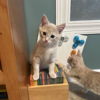 Sparky -  Domestic Short Hair Cat for Adoption in Gibsonia, Pennsylvania - Sparky | PetCurious