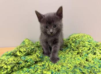 Domestic Short Hair Cats Available for Adoption - Atlas | PetCurious