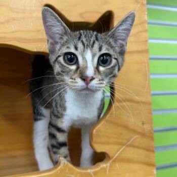 Nani -  Domestic Short Hair Cat for Adoption in Montgomery, Alabama - Nani | PetCurious