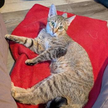 Domestic Short Hair Cats Available for Adoption in Owosso, Michigan - Tootie | PetCurious