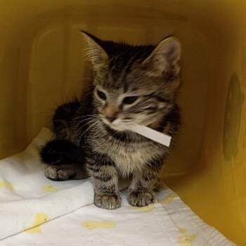 Maple Glazed -  Domestic Short Hair Cat for Adoption in Greenville, South Carolina - Maple Glazed | PetCurious