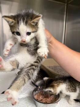 Dude -  Tabby Cat for Adoption in La Porte, Indiana - Dude | PetCurious
