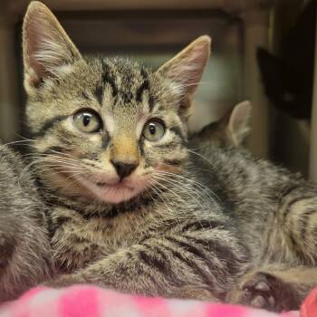 Maruchan -  Domestic Short Hair Cat for Adoption in Columbia, Missouri - Maruchan | PetCurious