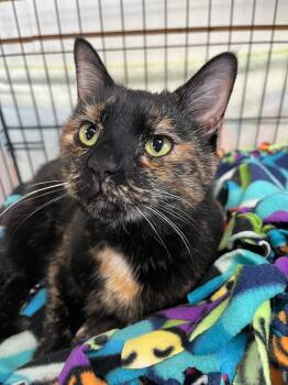 Rescue Domestic Short Hair Cats for Adoption in Richmond, Kentucky - Olive ("Weenie") | PetCurious