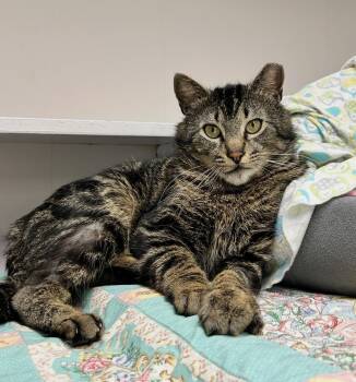 Domestic Short Hair Cats Available for Adoption in Maple Ridge, British Columbia - Picante | PetCurious