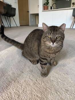 Tank -  Domestic Short Hair Cat for Adoption in Champaign, Illinois - Tank | PetCurious
