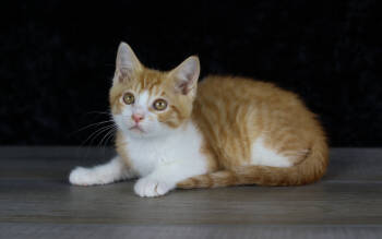 Rescue Domestic Short Hair Cats for Adoption in Lewisburg, Tennessee - Frankie | PetCurious