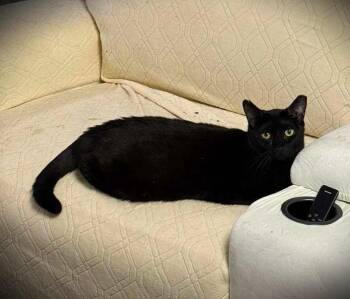 Rescue American Shorthair Cats for Adoption - Vivi | PetCurious