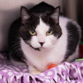 Cupid -  Domestic Short Hair Cat for Adoption in Mentor, Ohio - Cupid | PetCurious