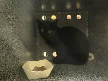 MATTIE -  Domestic Short Hair Cat for Adoption in Colorado Springs, Colorado - MATTIE | PetCurious