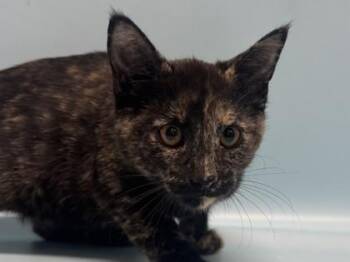 Lucy -  Domestic Short Hair Cat for Adoption in Golden Valley, Minnesota - Lucy | PetCurious