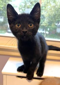 Hudson -  Domestic Short Hair Cat for Adoption in Lenexa, Kansas - Hudson | PetCurious