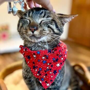 Winston Von Whiskers -  Tabby and Domestic Short Hair Cat for Adoption in Friendswood, Texas - Winston Von Whiskers | PetCurious