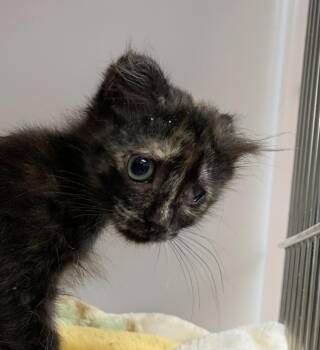 Catrina -  Scottish Fold Cat for Adoption in Hollister, California - Catrina | PetCurious