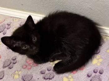 Domestic Short Hair Cats Available for Adoption in Fort Worth, Texas - Espresso | PetCurious